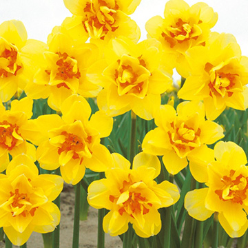 商品一覧 種 苗 球根 園芸用品 農業資材の通販サイト タキイネット通販