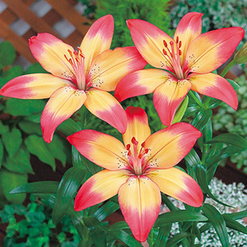 すかし百合 ハートストリングス 種 苗 ガーデニング用品の タキイネット通販