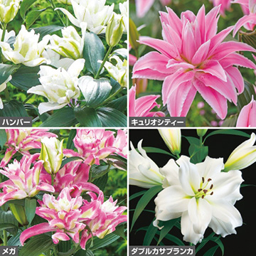 人気八重咲きオリエンタルリリー セット 種 苗 ガーデニング用品の タキイネット通販 人気八重咲きオリエンタルリリー セット 種 苗 ガーデニング用品の タキイネット通販