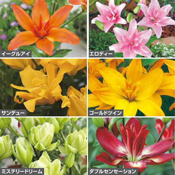 ユリ 種 苗 球根 園芸用品 農業資材の通販サイト タキイネット通販