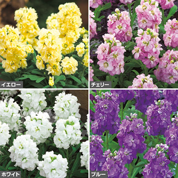 ストック キスミー ピット苗 セット 種 苗 ガーデニング用品の タキイネット通販