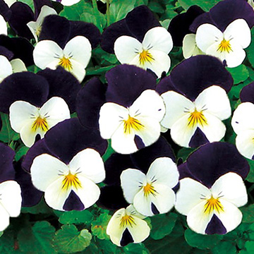 ビオラ F1ぱんだももか 種 苗 ガーデニング用品の タキイネット通販