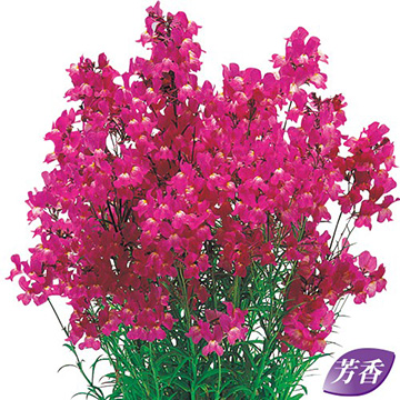 姫金魚草 リナリア マゼンタローズ グッピー 種 苗 ガーデニング用品の タキイネット通販