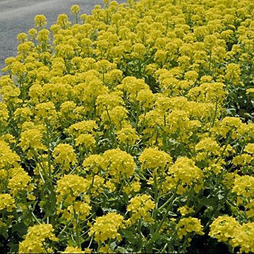 徳用 景観用花菜 京都伏見寒咲 種 苗 ガーデニング用品の タキイネット通販