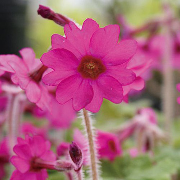 その他の花苗の苗｜タキイネット通販【公式】(4ページ目)