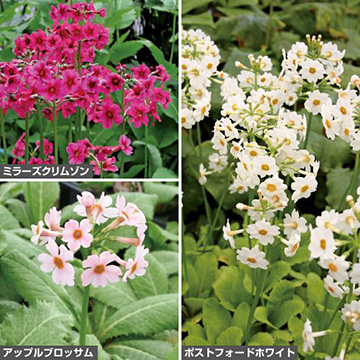 その他の花苗の苗｜タキイネット通販【公式】(4ページ目)