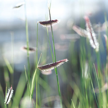 その他の花苗の苗｜タキイネット通販【公式】