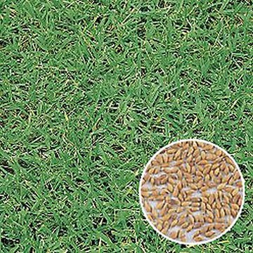 タキイ Ttsノシバ 種 苗 ガーデニング用品の タキイネット通販