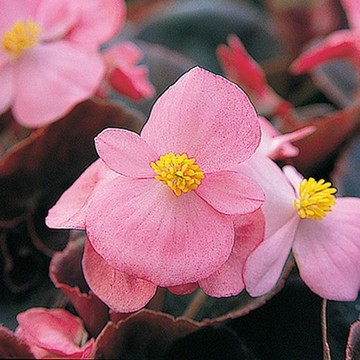 ベゴニア F1ハバナ ピンク 種 苗 ガーデニング用品の タキイネット通販