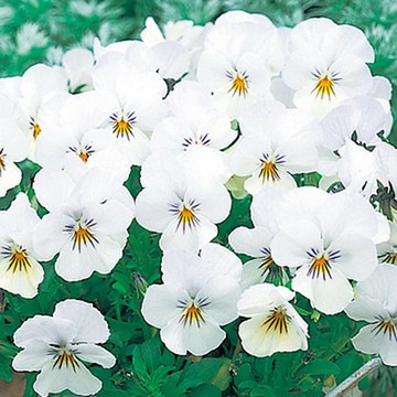 ビオラ F1ビビ クリアホワイト 種 苗 ガーデニング用品の タキイネット通販