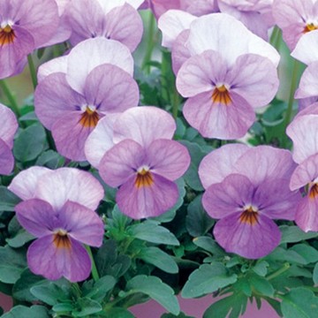 パンジー ビオラ 種 苗 球根 園芸用品 農業資材の通販サイト タキイネット通販