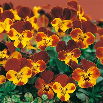 パンジー ビオラ 種 苗 球根 園芸用品 農業資材の通販サイト タキイネット通販