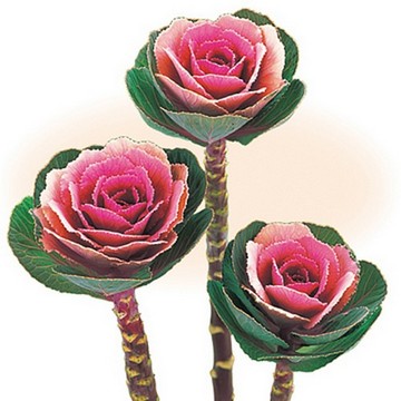 ハボタン F1ウインターチェリー 種 苗 ガーデニング用品の タキイネット通販