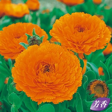 金盞花 オレンジスター 種 苗 ガーデニング用品の タキイネット通販