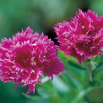 ダイアンサス なでしこ F1エレガンス ラベンダー 種 苗 ガーデニング用品の タキイネット通販