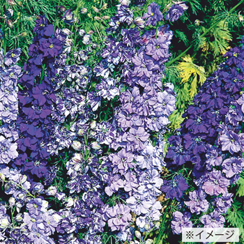 千鳥草の種 種 苗 球根 園芸用品 農業資材の通販サイト タキイネット通販