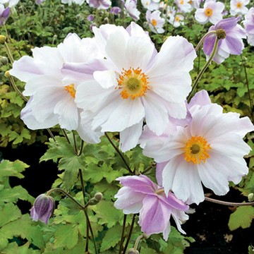 アネモネの苗 種 苗 球根 園芸用品 農業資材の通販サイト タキイネット通販