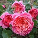 薔薇　バラ 71d8893b993a2c4f146a3b9e822d73