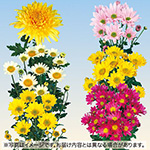 手間なし菊（R）・7月咲き小菊 セット| 種・苗・ガーデニング用品の【タキイネット通販】