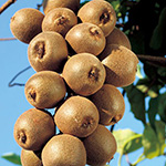 キウイ・サルナシ