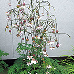 レンゲショウマ