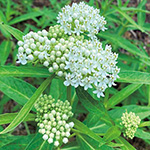 アスクレピアス