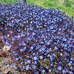 ベロニカ ロンギフォリア3種 セット 種 苗 ガーデニング用品の タキイネット通販 ベロニカ ロンギフォリア3種 セット 種 苗 ガーデニング用品の タキイネット通販