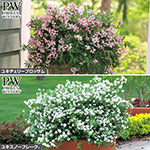 ヒメウツギ2種 セット 種 苗 ガーデニング用品の タキイネット通販