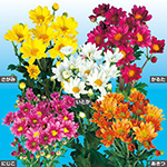 ハナナエセット