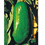 トロピカルフルーツ