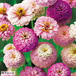 百日草 ジニア プチランド3種 花タネ セット 種 苗 ガーデニング用品の タキイネット通販