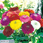 百日草 ジニア プチランド3種 花タネ セット 種 苗 ガーデニング用品の タキイネット通販