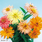 百日草 ジニア プチランド3種 花タネ セット 種 苗 ガーデニング用品の タキイネット通販 百日草 ジニア プチランド3種 花タネ セット 種 苗 ガーデニング用品の タキイネット通販