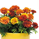 万寿菊 アフリカン マリーゴールド F1バニラ 種 苗 ガーデニング用品の タキイネット通販