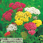 西洋のこぎり草