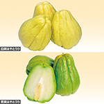 はやとうり 青実はやとうり 種 苗 ガーデニング用品の タキイネット通販