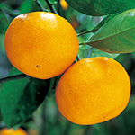 みかん
