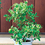 ライム メキシカンライム 種 苗 ガーデニング用品の タキイネット通販