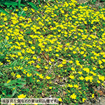 アジュガ セット 種 苗 ガーデニング用品の タキイネット通販