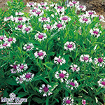 セントーレア（矢車草）