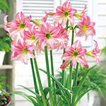 ヒッペアストラム（アマリリス）