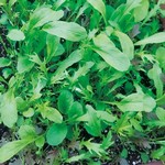 リーフミックス