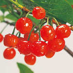 サクランボ・ウメ