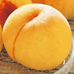 スモモ メスレー 種 苗 ガーデニング用品の タキイネット通販