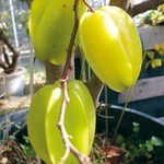 スターフルーツ