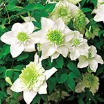 クレマチス プリンセス ケイト 種 苗 ガーデニング用品の タキイネット通販