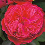 ルイス・キャロル　薔薇が素敵なスカートセットアップ