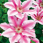 クレマチス プリンセス ケイト 種 苗 ガーデニング用品の タキイネット通販