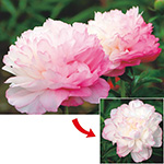 しゃくやく ピンクハワイアンコーラル 種 苗 ガーデニング用品の タキイネット通販