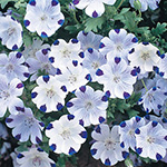 ネモフィラ プラチナスカイ 種 苗 ガーデニング用品の タキイネット通販